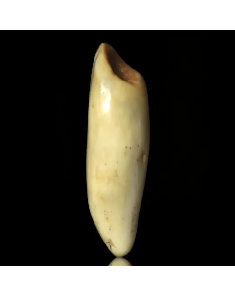 Dente di Tricheco in Avorio – Sub-Fossile.