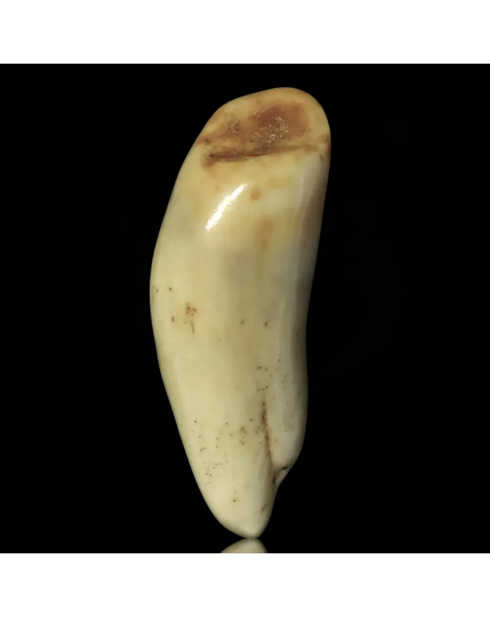 Dente di Tricheco in Avorio – Sub-Fossile.