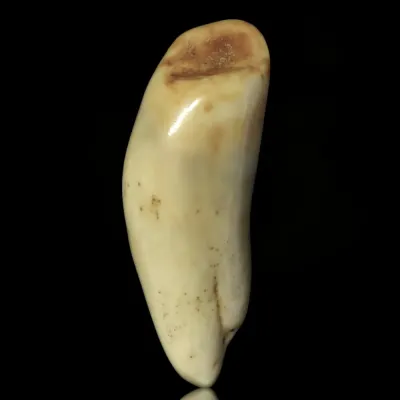 Dente di Tricheco in Avorio – Sub-Fossile.