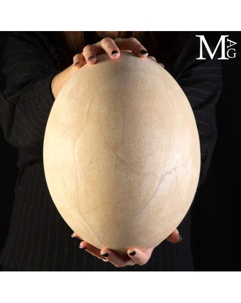 Raro Uovo di Aepyornis – "Uccello Elefante" Gigante Preistorico.