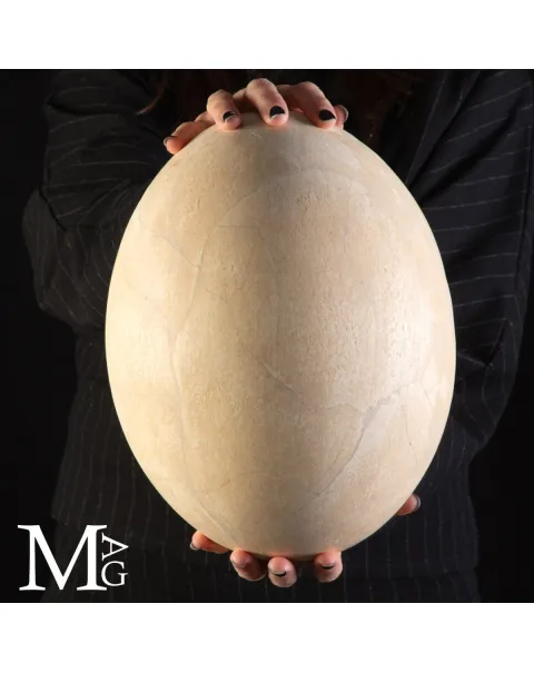 Raro Uovo di Aepyornis – "Uccello Elefante" Gigante Preistorico.