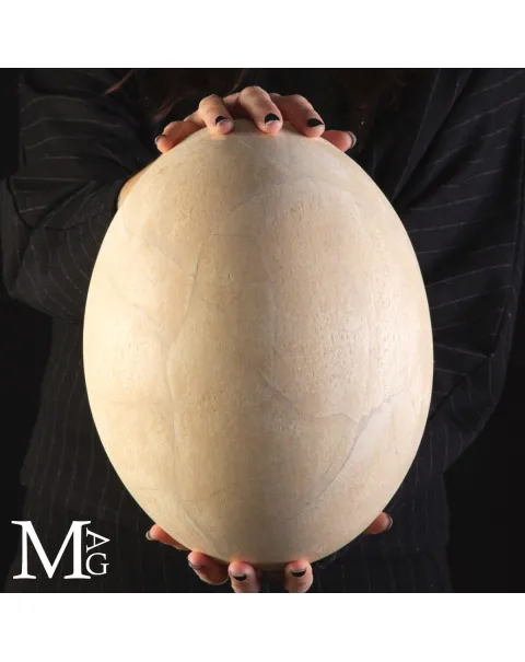 Raro Uovo di Aepyornis – "Uccello Elefante" Gigante Preistorico.