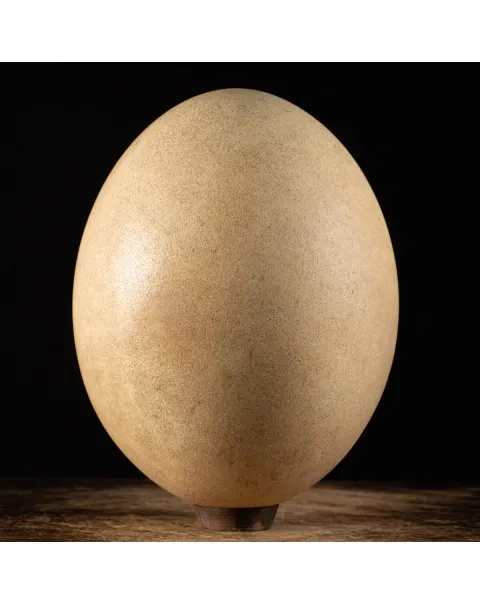 Uovo di Aepyornis (completamente intregro)
