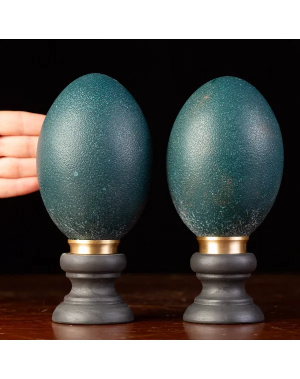 Uova di Emu su Base in Legno ed Ottone.