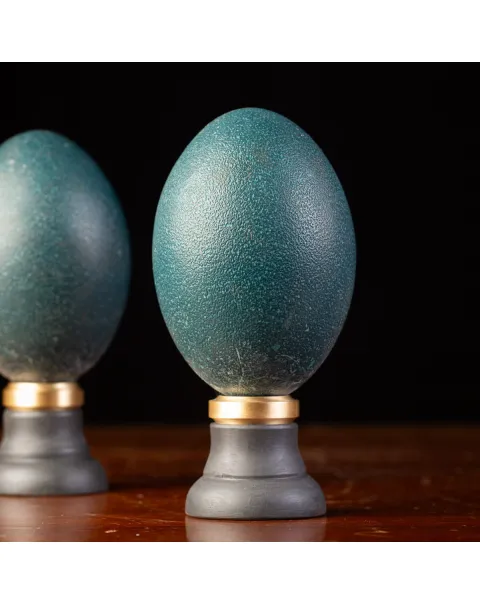 Coppia di Uova di Emu su Base Decorativa.