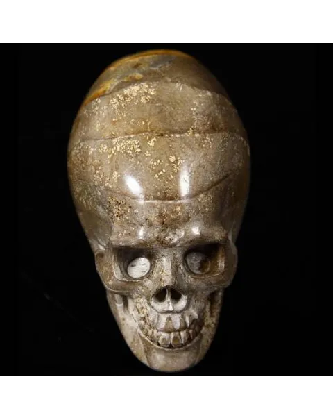Teschio di Ammonite Fossile