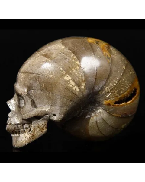 Teschio di Ammonite Fossile