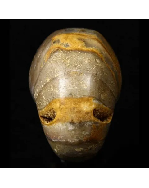 Teschio di Ammonite Fossile