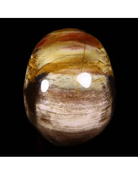 Teschio di Legno Pietrificato