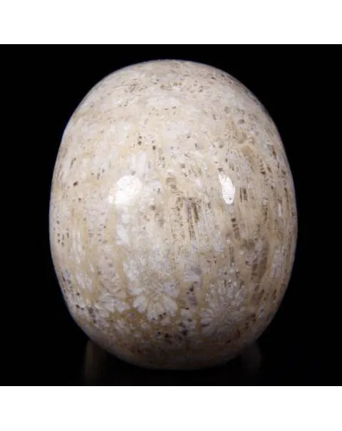 Teschio di Corallo Fossile