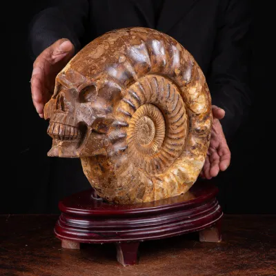 "L'Alchimia Eterna "Teschio intagliato su Ammonite Fossile