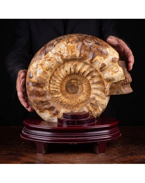 "L'Alchimia Eterna "Teschio intagliato su Ammonite Fossile