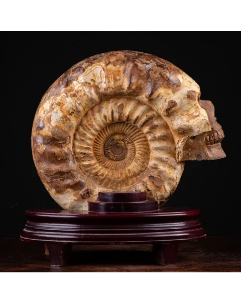 "L'Alchimia Eterna "Teschio intagliato su Ammonite Fossile