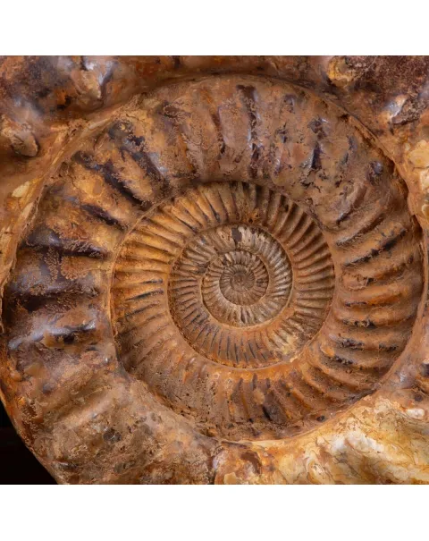 "L'Alchimia Eterna "Teschio intagliato su Ammonite Fossile