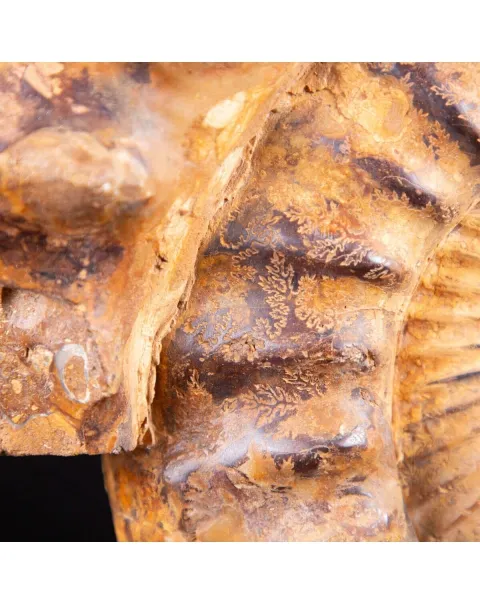 "L'Alchimia Eterna "Teschio intagliato su Ammonite Fossile