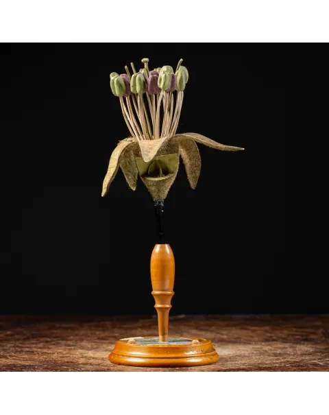 Antico Modello Anatomico Pianta - Equisetum Limosum