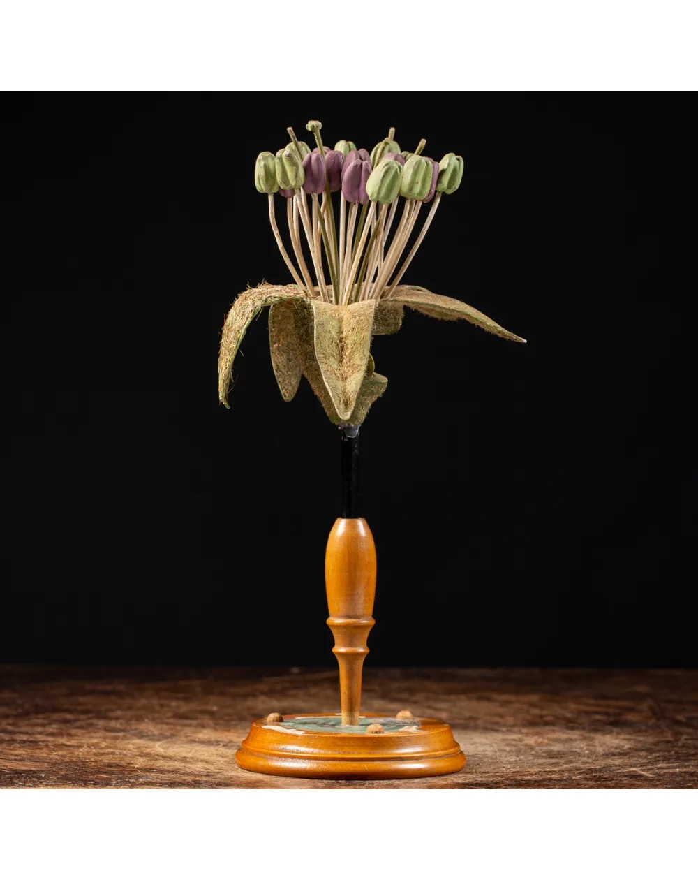 Antico Modello Anatomico Pianta - Equisetum Limosum