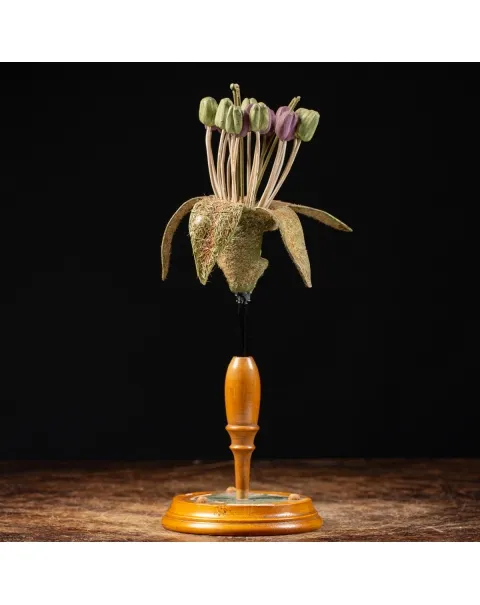 Antico Modello Anatomico Pianta - Equisetum Limosum