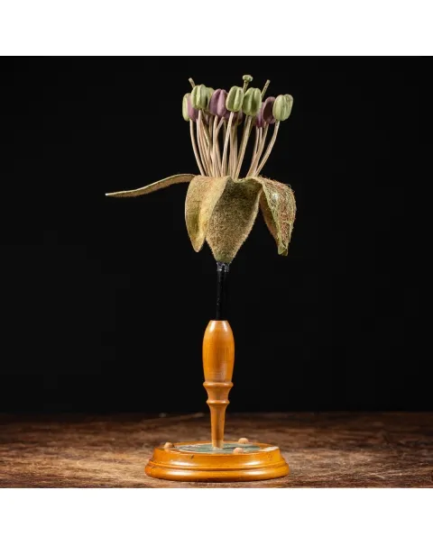 Antico Modello Anatomico Pianta - Equisetum Limosum