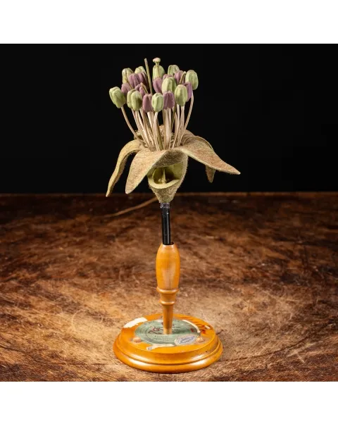 Antico Modello Anatomico Pianta - Equisetum Limosum
