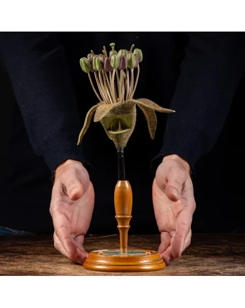 Antico Modello Anatomico Pianta - Equisetum Limosum