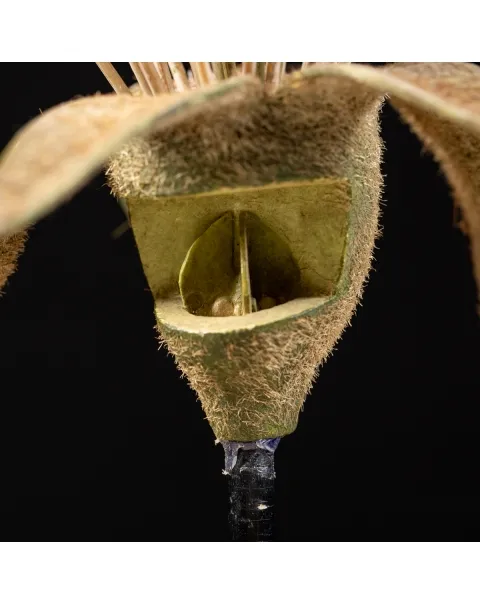 Antico Modello Anatomico Pianta - Equisetum Limosum