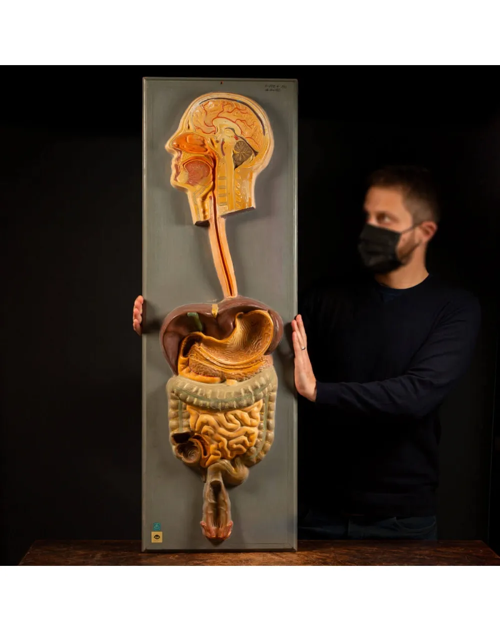 Antico Modello Anatomico Umano - Deutsches Hygiene Museum Dresden