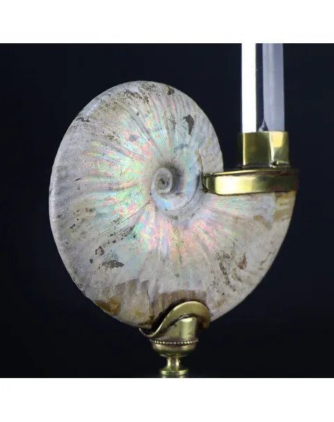 Ammonite Cleoniceras con punta di Quarzo