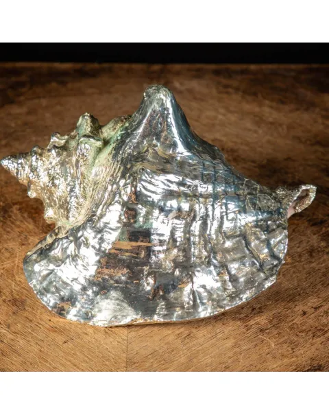 Conchiglia Strombus gigas placcata in argento - Eleganza Naturale.