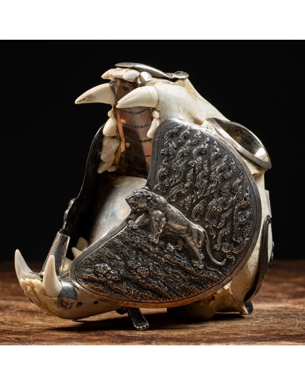 Teschio di Puma con montatura d'argento - Compendi...