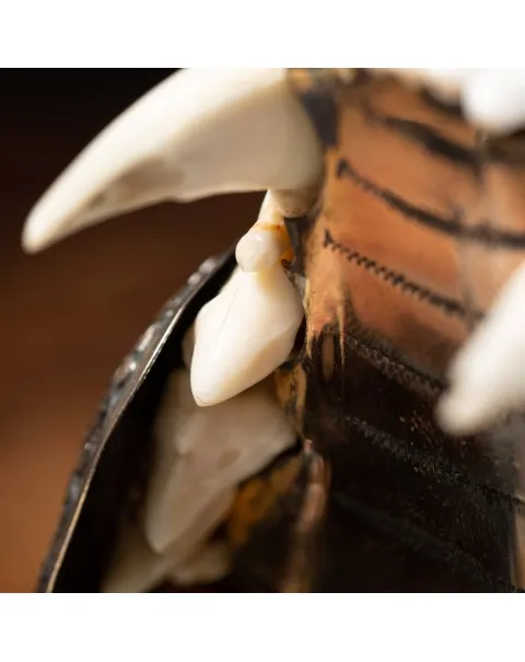 Teschio di Puma con montatura d'argento - Compendio per fumatori
