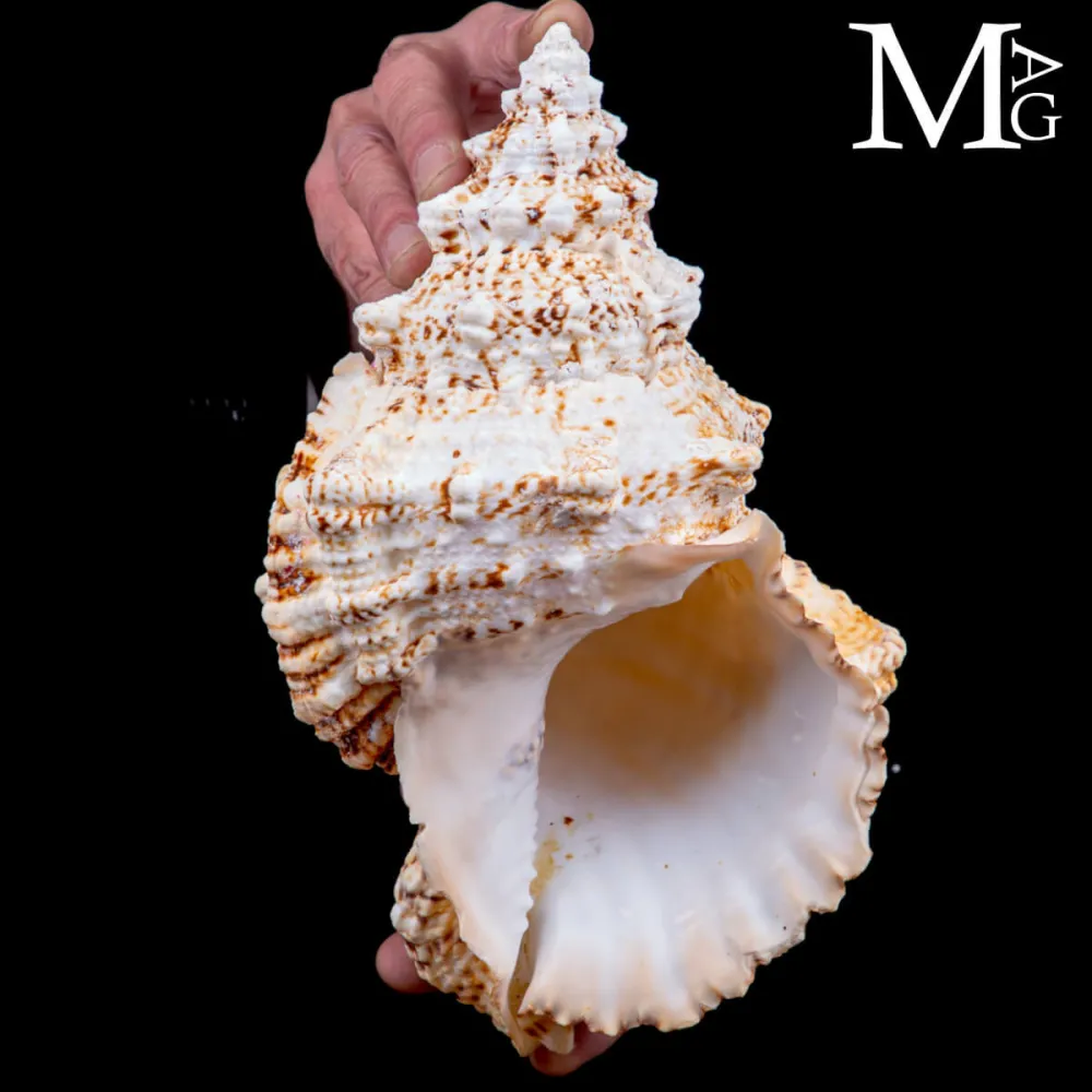 Tutufa Bubo – Conchiglia Ornamentale e da Collezione