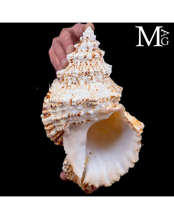 Tutufa Bubo – Conchiglia Ornamentale e da Collez...
