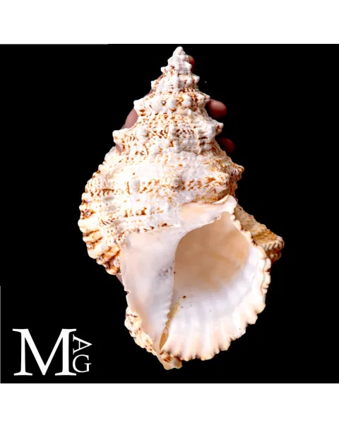 Tutufa Bubo – Conchiglia Ornamentale e da Collezione