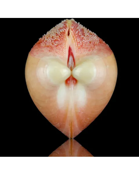 Nemocardium Bechei