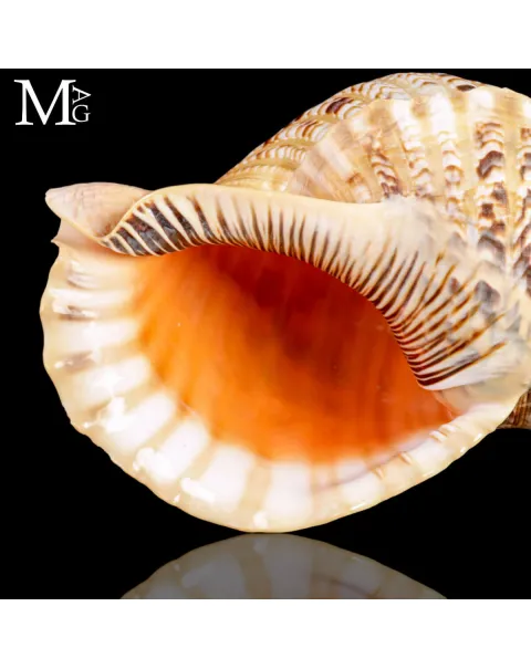 Charonia Tritonis di Grande Taglia – Madagascar.