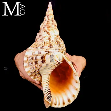 Charonia tritonis – Grande Tritone dell’Indo-P...