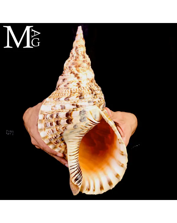 Charonia tritonis – Grande Tritone dell’Indo-P...