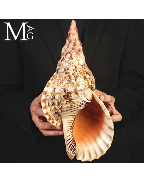 Charonia tritonis – Grande Tritone del Madagasca...