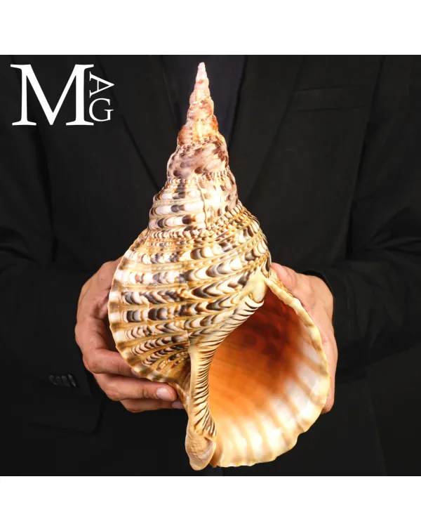 Charonia tritonis – Il Grande Tritone del Madaga...