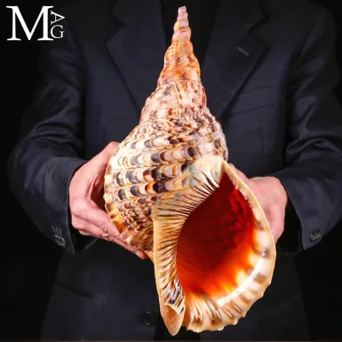 Charonia tritonis – Il Grande Tritone del Madaga...