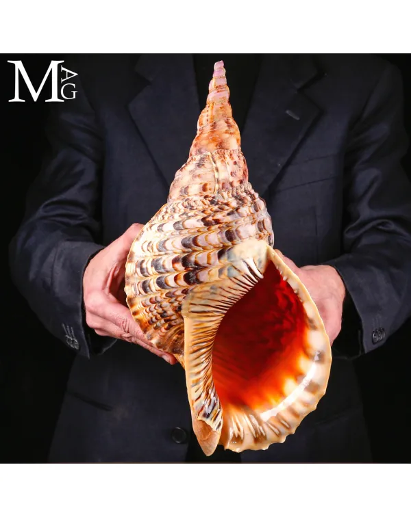 Charonia tritonis – Il Grande Tritone del Madaga...