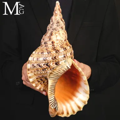 Charonia tritonis – Il Grande Tritone – Madaga...