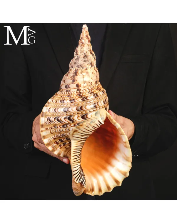 Charonia tritonis – Il Grande Tritone – Madaga...