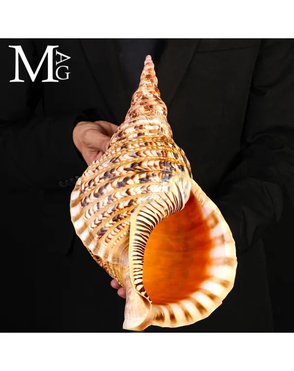 Charonia tritonis – Giant Triton – Madagascar ...