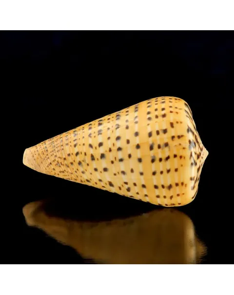 Conus Betulinus