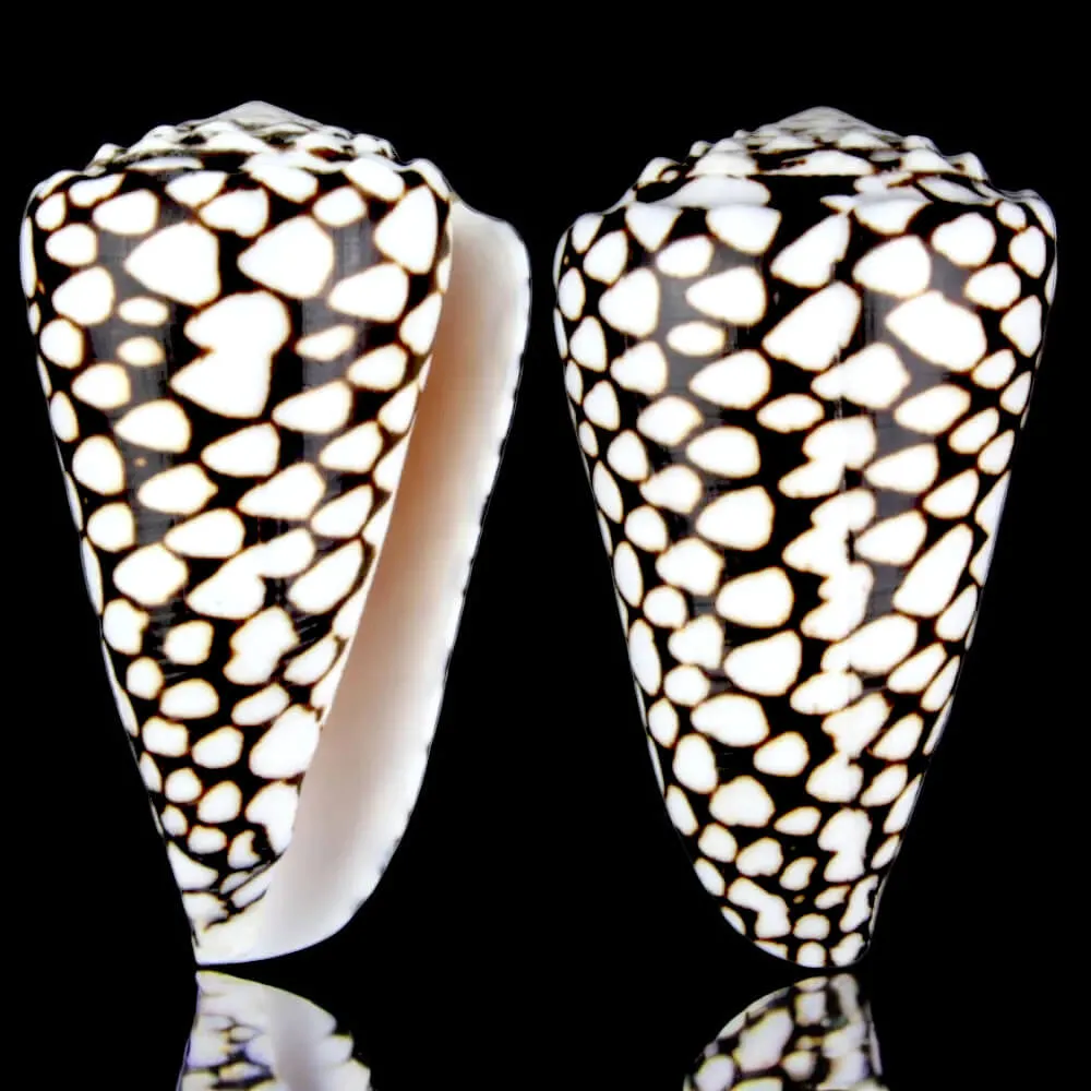 Conus Marmoreus