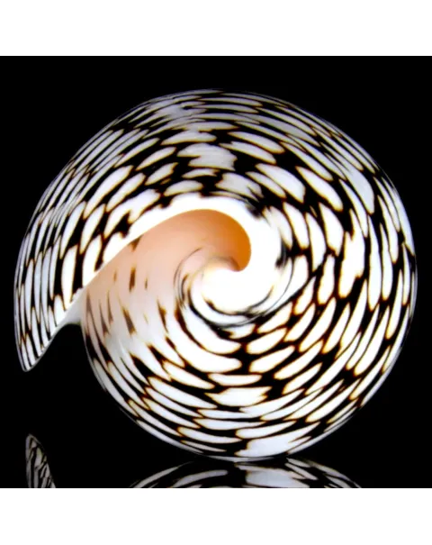 Conus Marmoreus