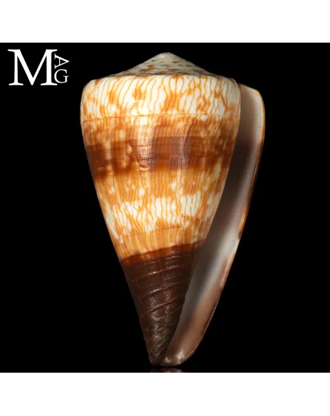 Conus (Rhizoconus) Miles – 72 mm