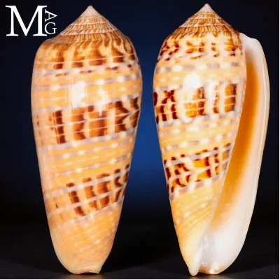 Conus Dusaveli  – Dusavel’s Cone Shell